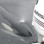 Luna the Orca plays with outboard motor