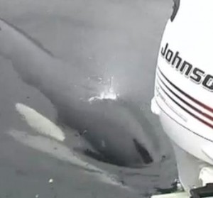 Luna the Orca plays with outboard motor