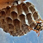 spray wasp nest