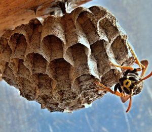 spray wasp nest