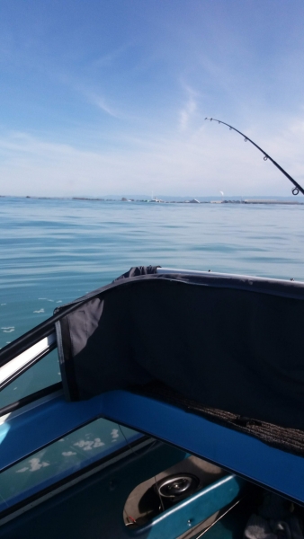 Sea nymph Gull Wing